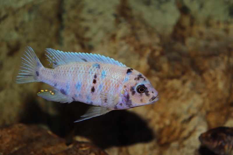 Maylandia zebra 'Likoma Island'
